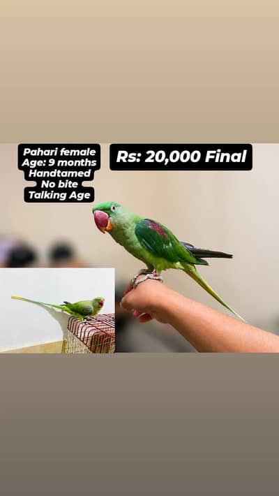 Pahari Female for sale