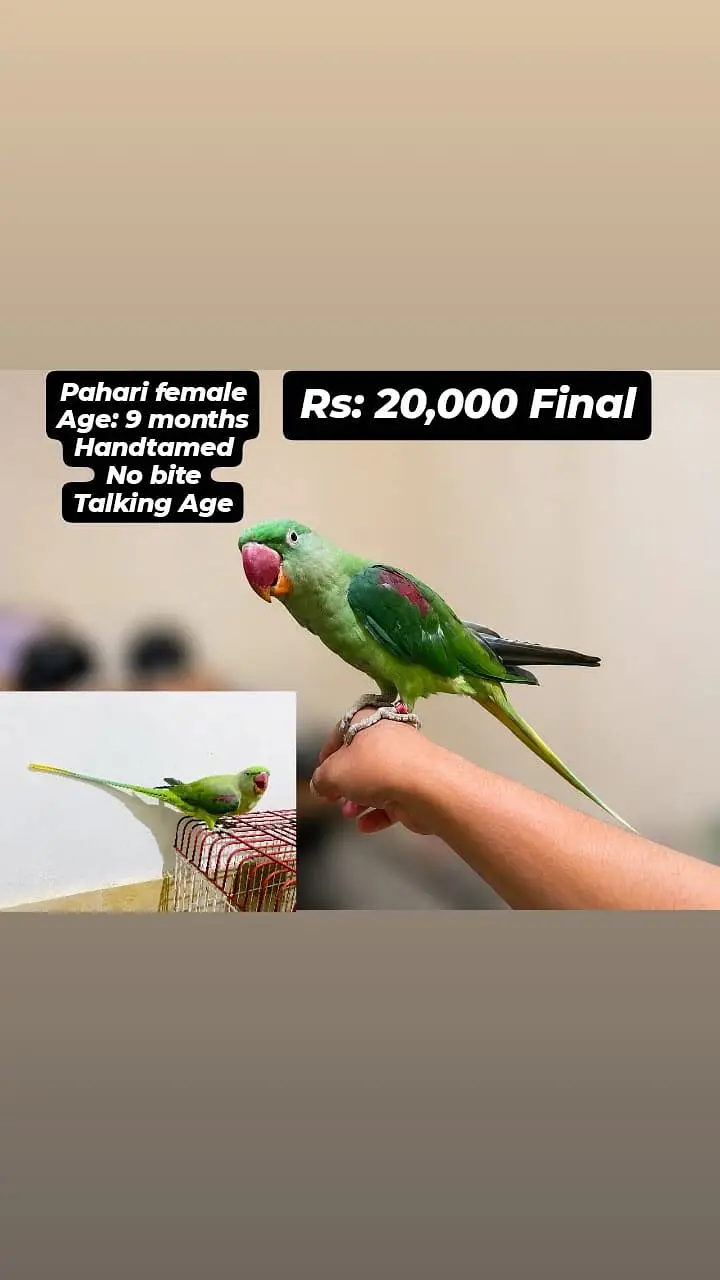 All Birds for urgent sale — photo 10