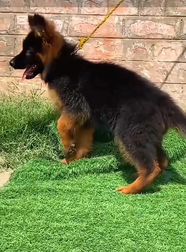 German Shepherd puppies long cot for sale my WhatsApp. 03483362563 — photo 3