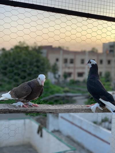 roller pigeon