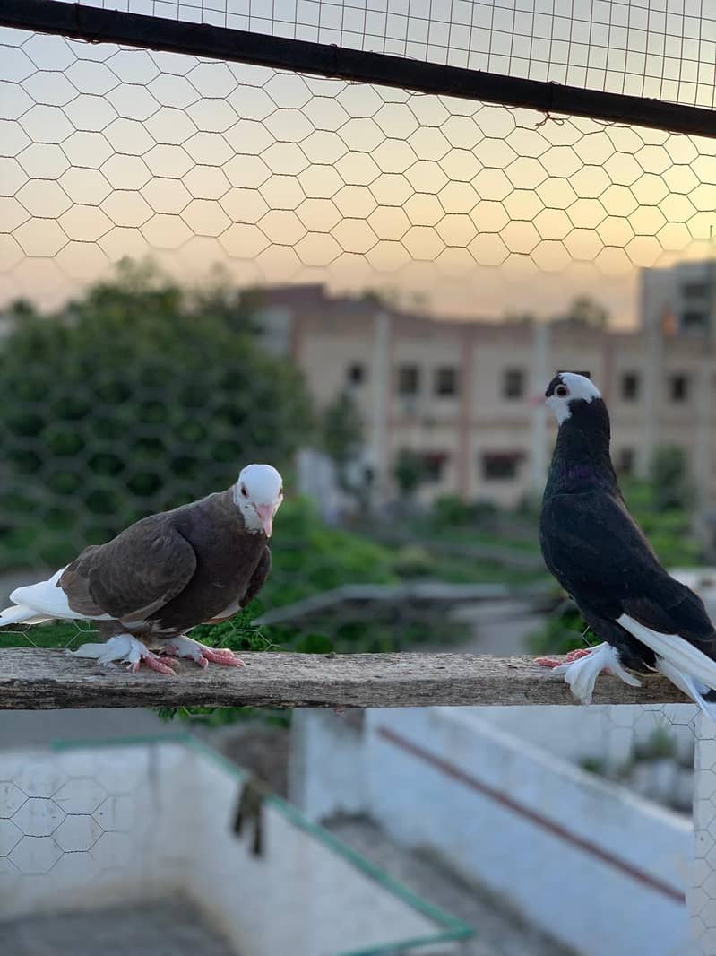 roller pigeon 0