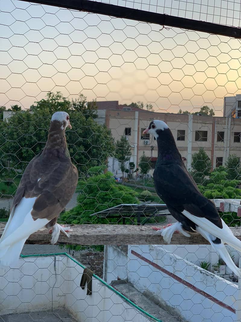 roller pigeon 2