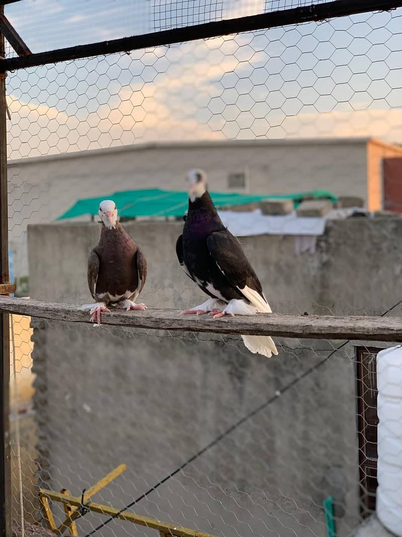 roller pigeon 3