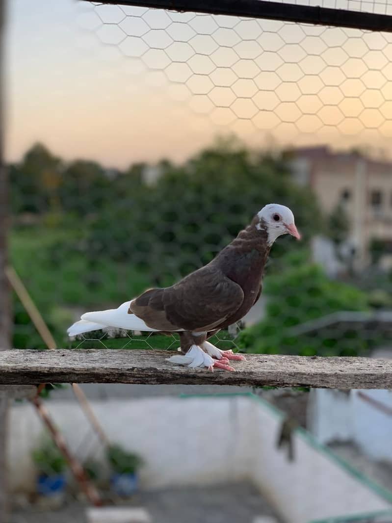 roller pigeon 4