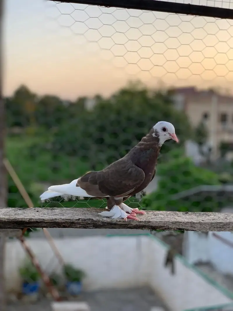 roller pigeon — photo 5