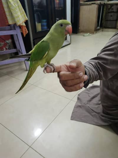 male parrot
