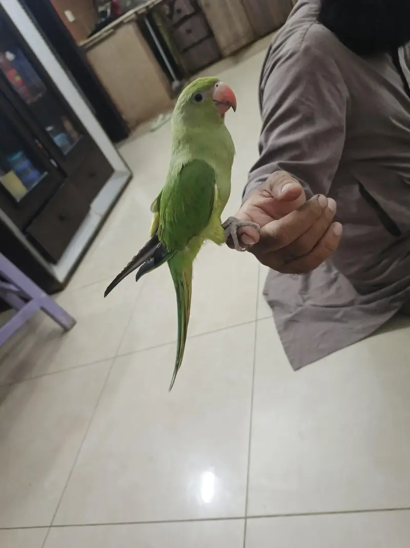 male parrot — photo 2