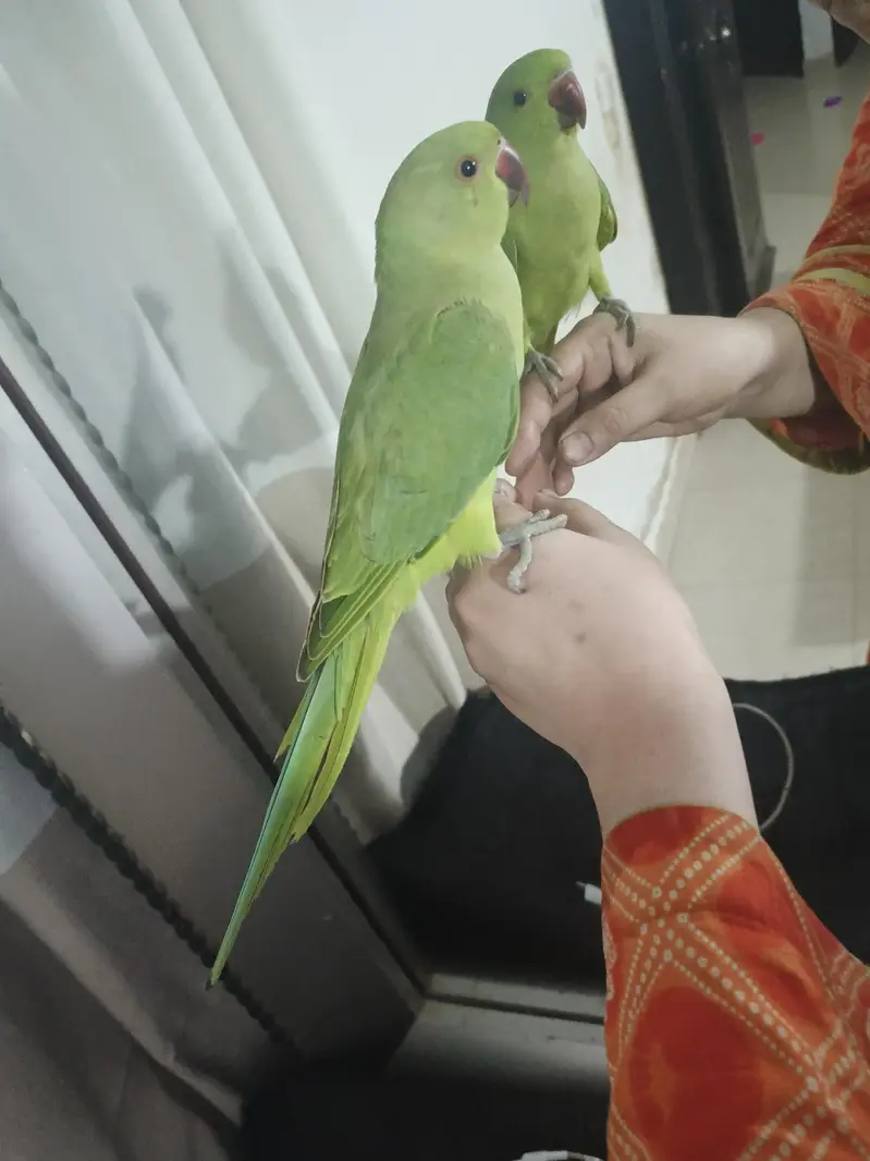 male parrot — photo 3
