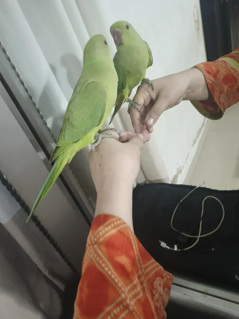 male parrot — photo 4