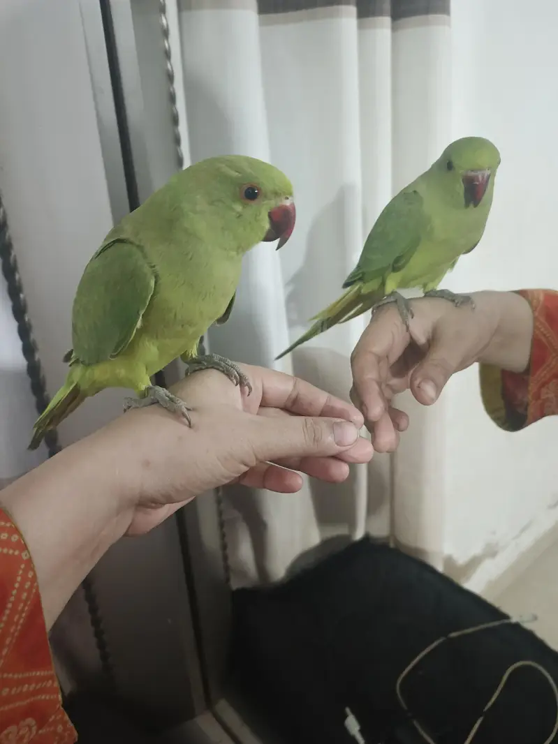 male parrot — photo 5