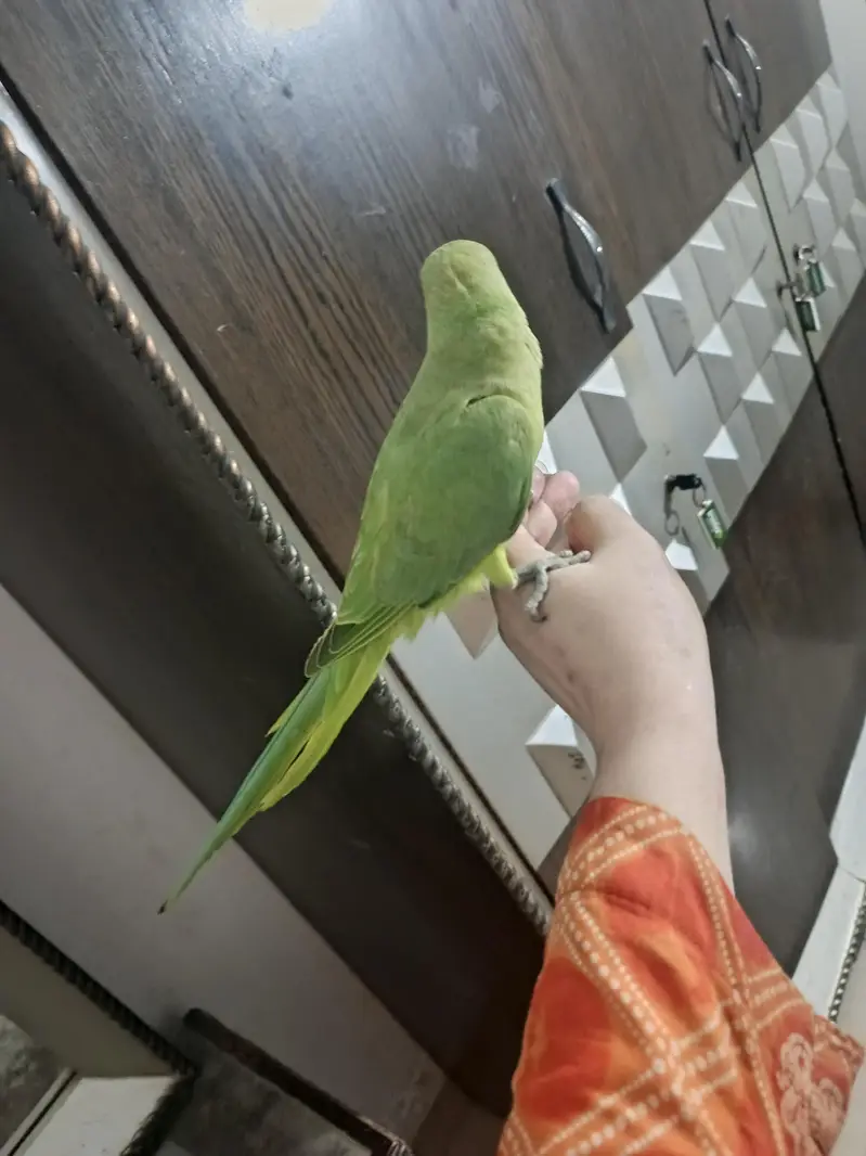 male parrot — photo 7