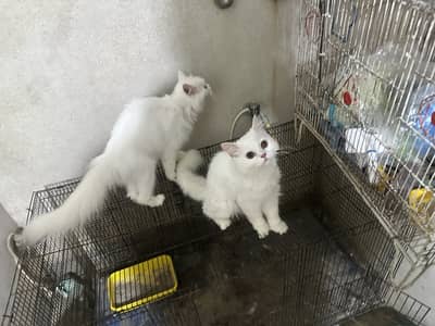 Healthy Vaccinated Persian Cat Pair + Accessories