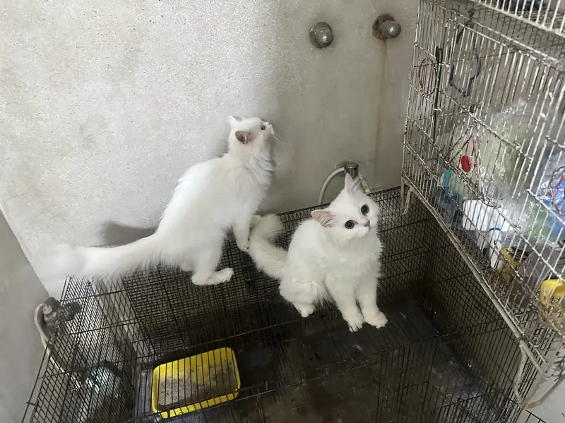 Healthy Vaccinated Persian Cat Pair + Accessories — photo 2