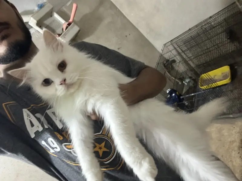 Healthy Vaccinated Persian Cat Pair + Accessories — photo 3