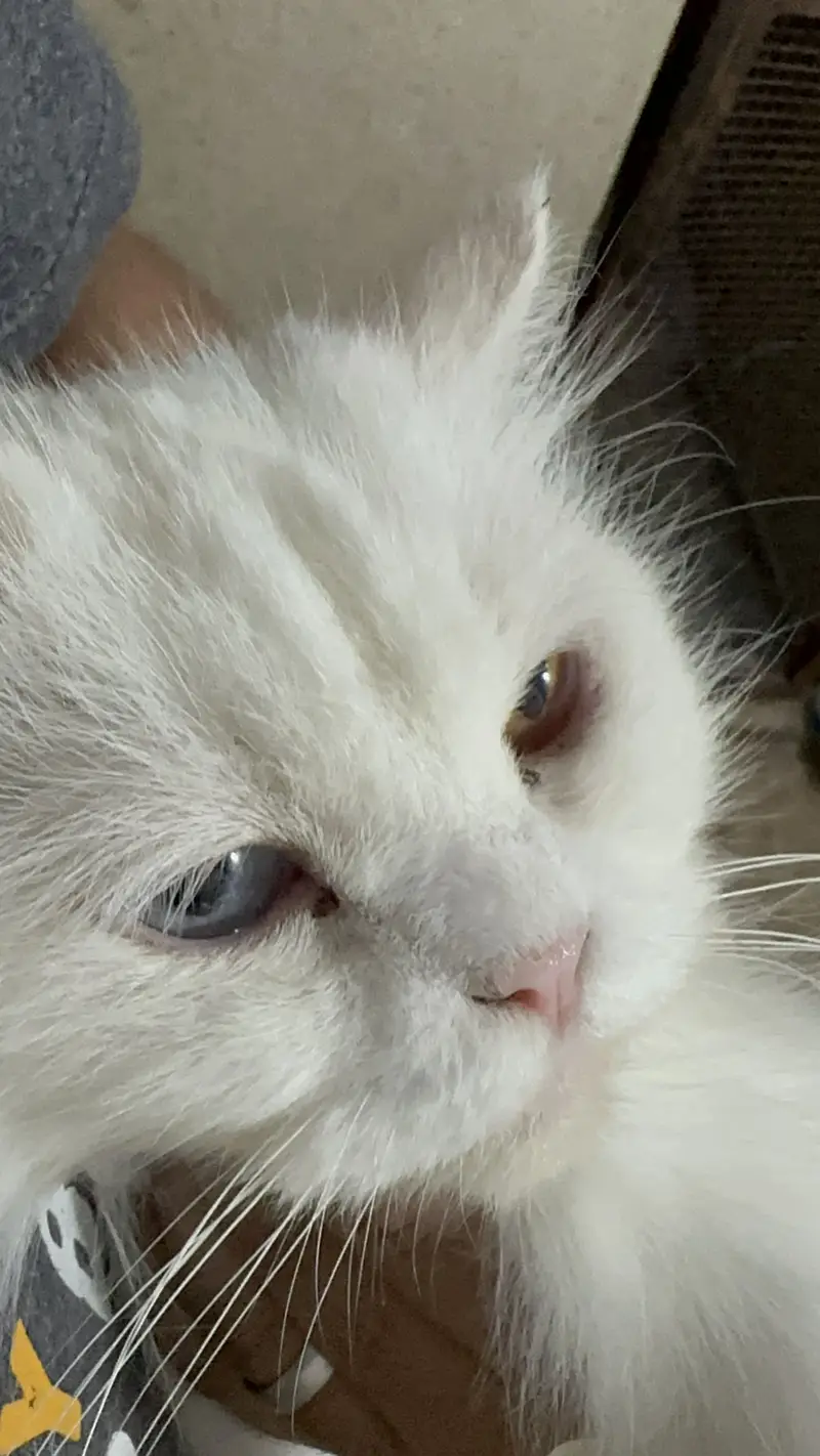 Healthy Vaccinated Persian Cat Pair + Accessories — photo 4