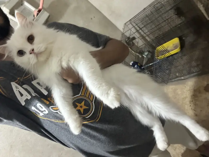 Healthy Vaccinated Persian Cat Pair + Accessories — photo 7