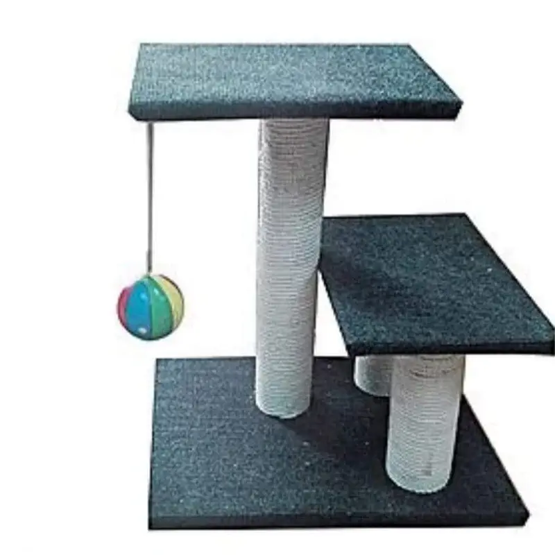 Healthy Vaccinated Persian Cat Pair + Accessories — photo 9
