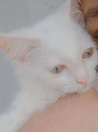 Persion Cat for sell