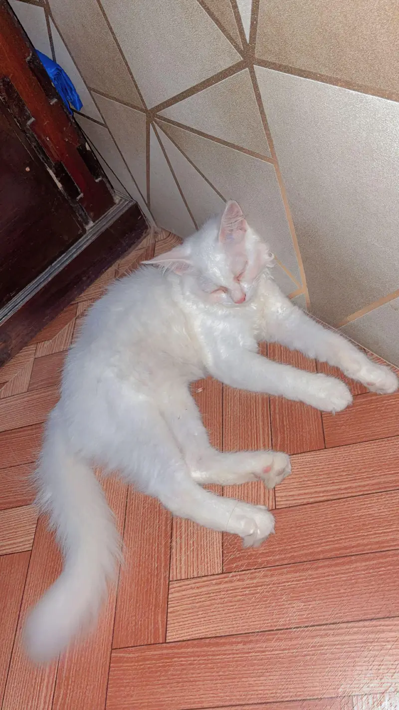 Persion Cat for sell — photo 2