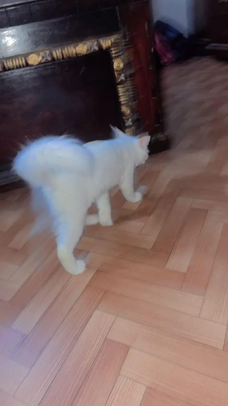 Persion Cat for sell — photo 3