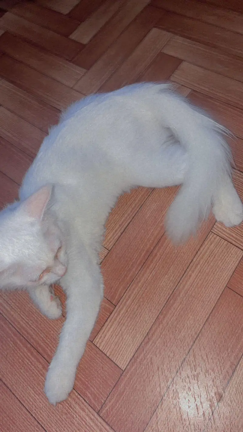 Persion Cat for sell — photo 4