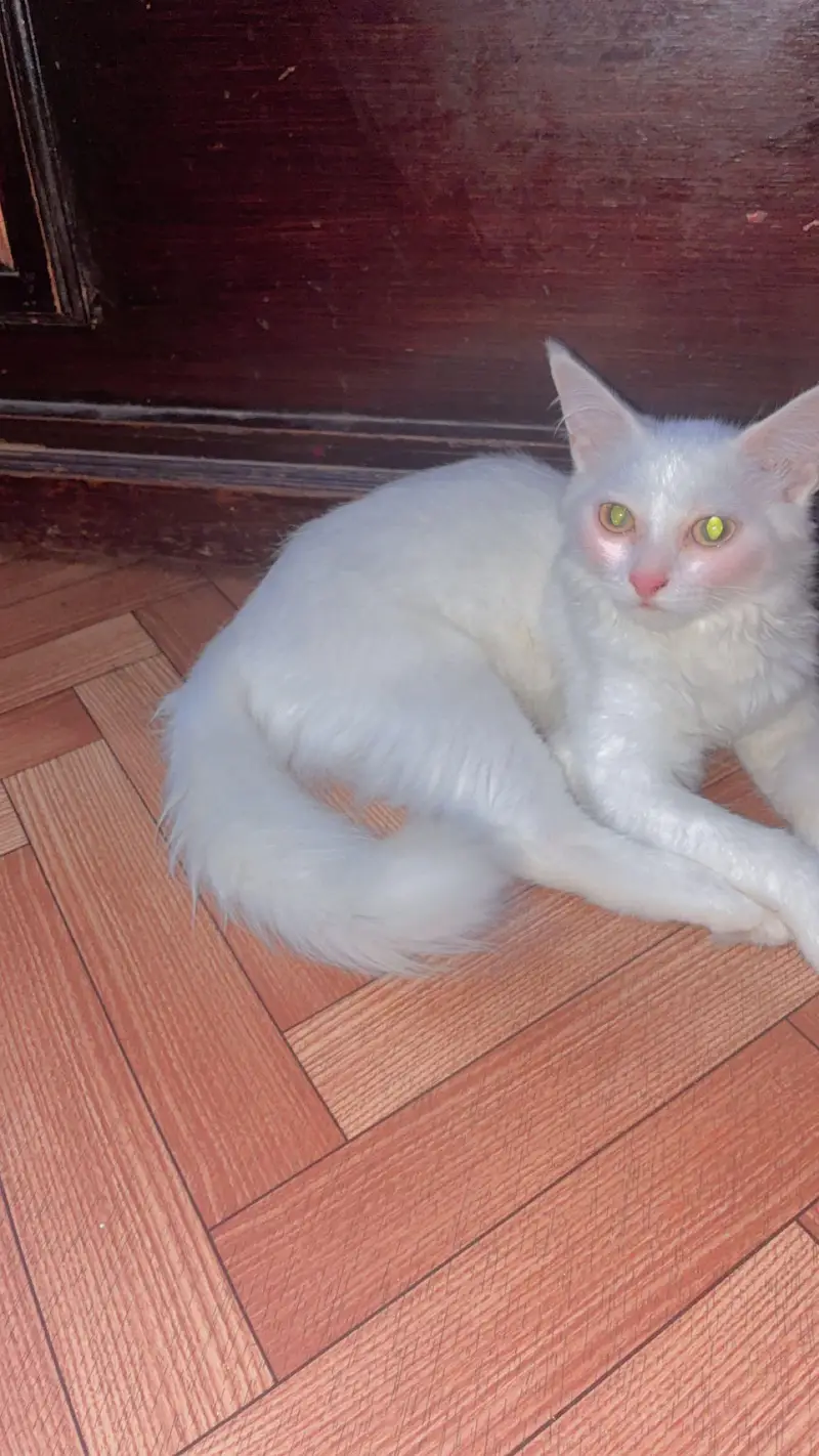 Persion Cat for sell — photo 5