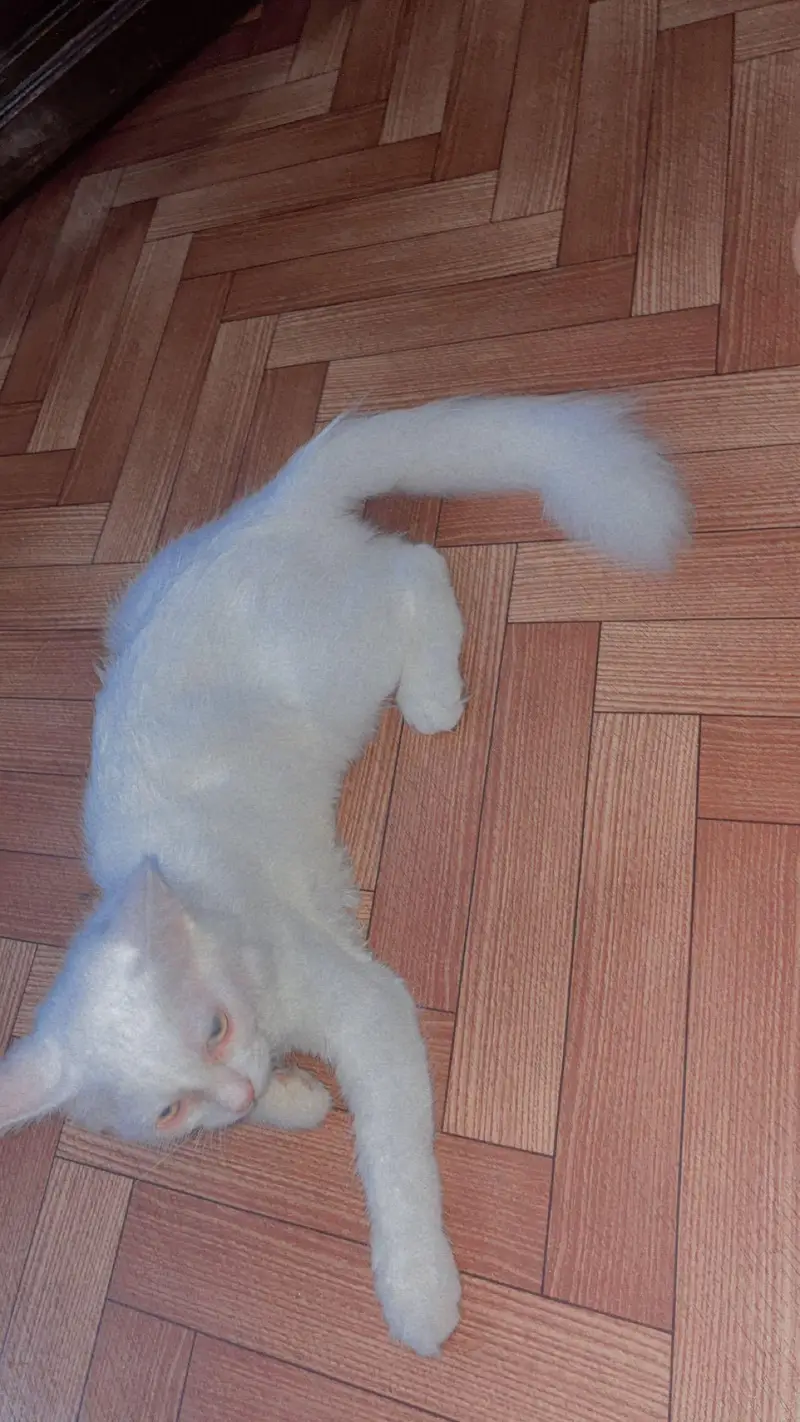 Persion Cat for sell — photo 6