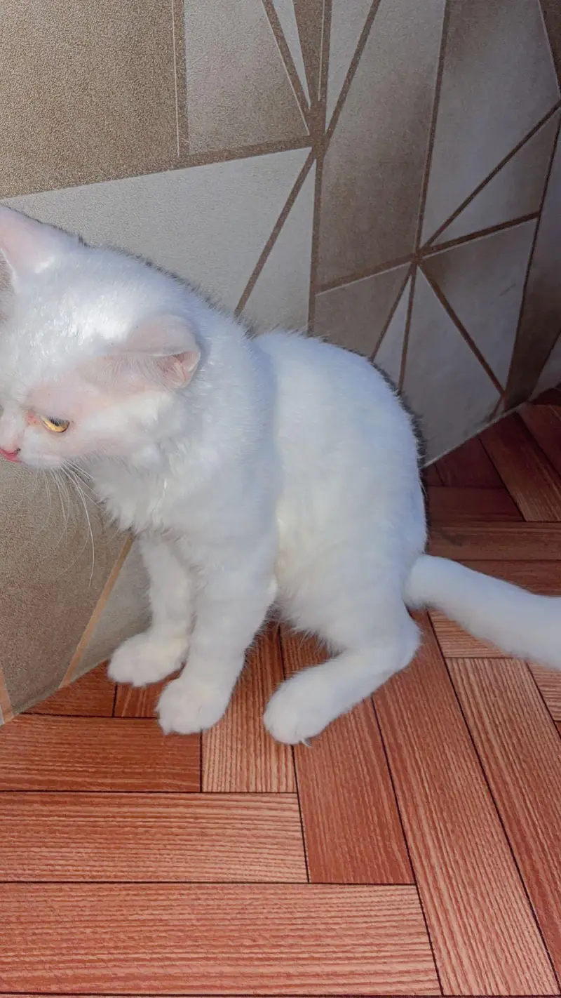 Persion Cat for sell — photo 7