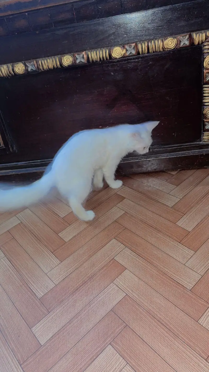 Persion Cat for sell — photo 8