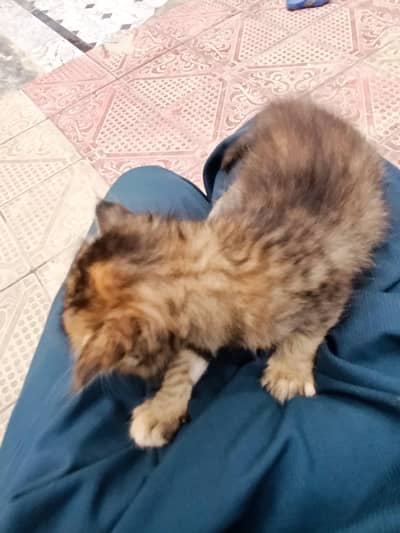 parishan cat