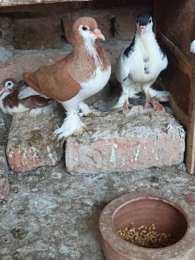Sherazi Breader Pair & Low Flyer