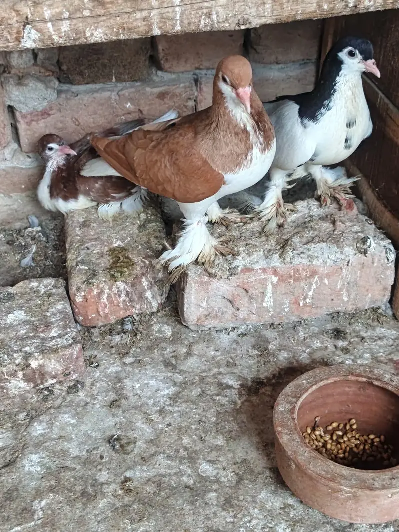 Sherazi Breader Pair & Low Flyer — photo 2