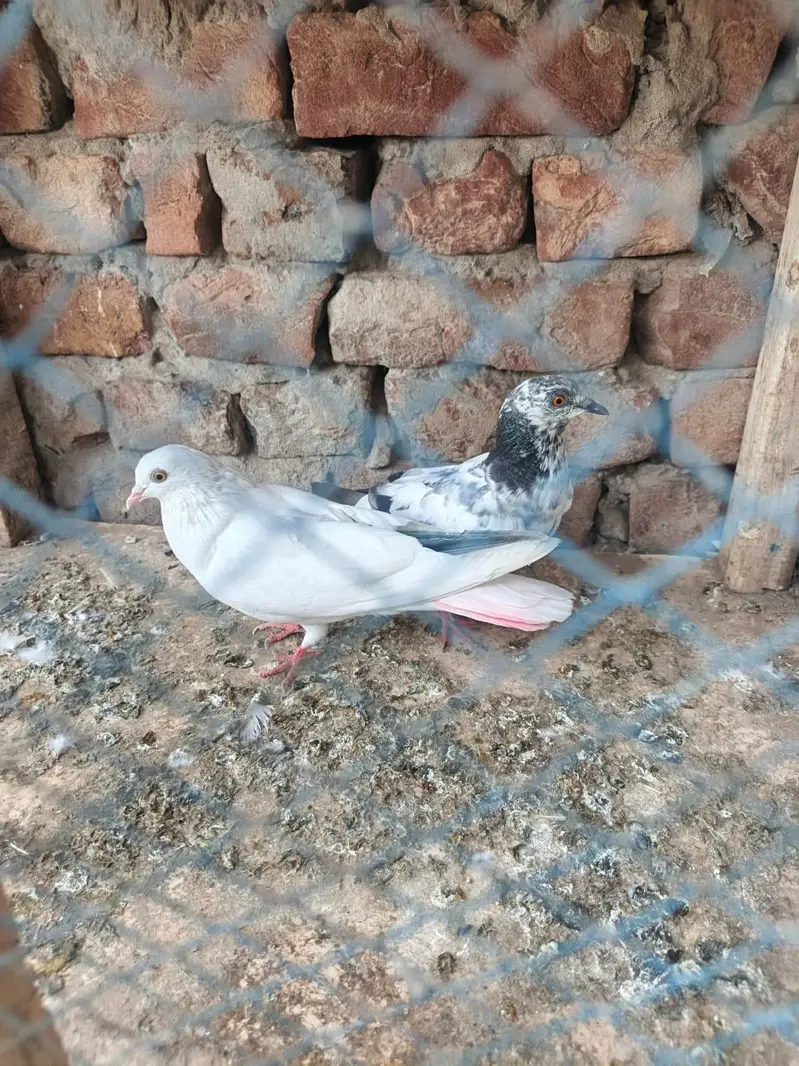 Sherazi Breader Pair & Low Flyer — photo 4