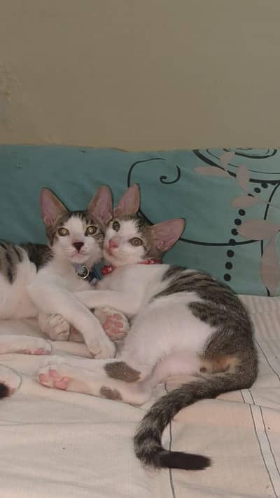 Short hair 4 months male kittens