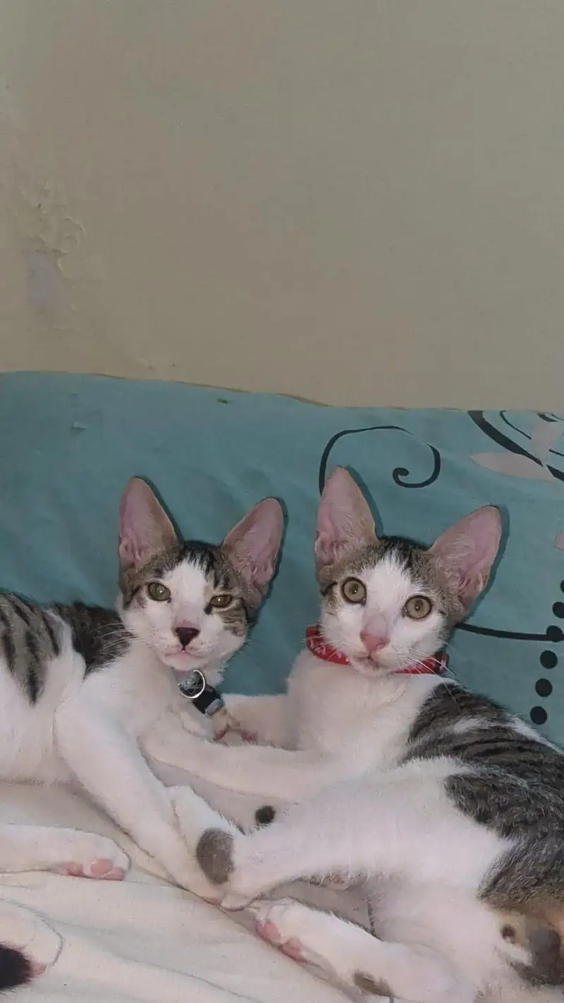 Short hair 4 months male kittens — photo 3