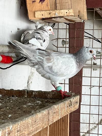 Mix pigeon available