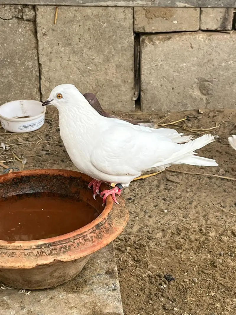 Mix pigeon available — photo 2