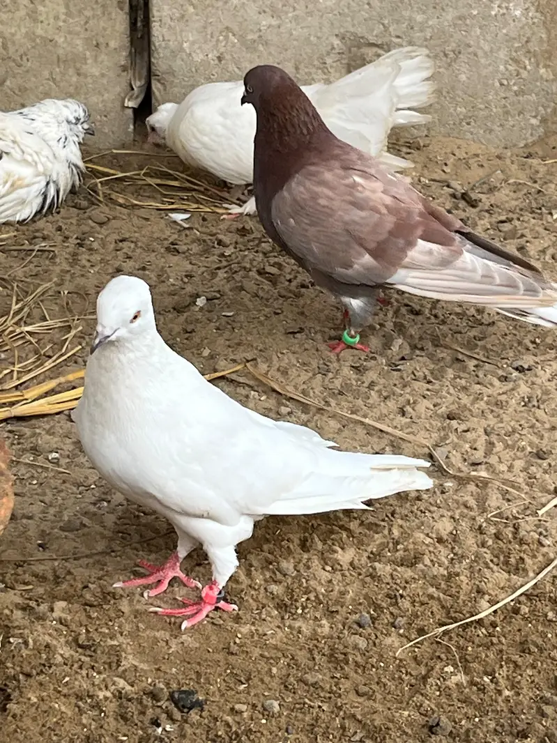 Mix pigeon available — photo 3