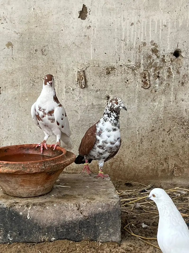 Mix pigeon available — photo 4