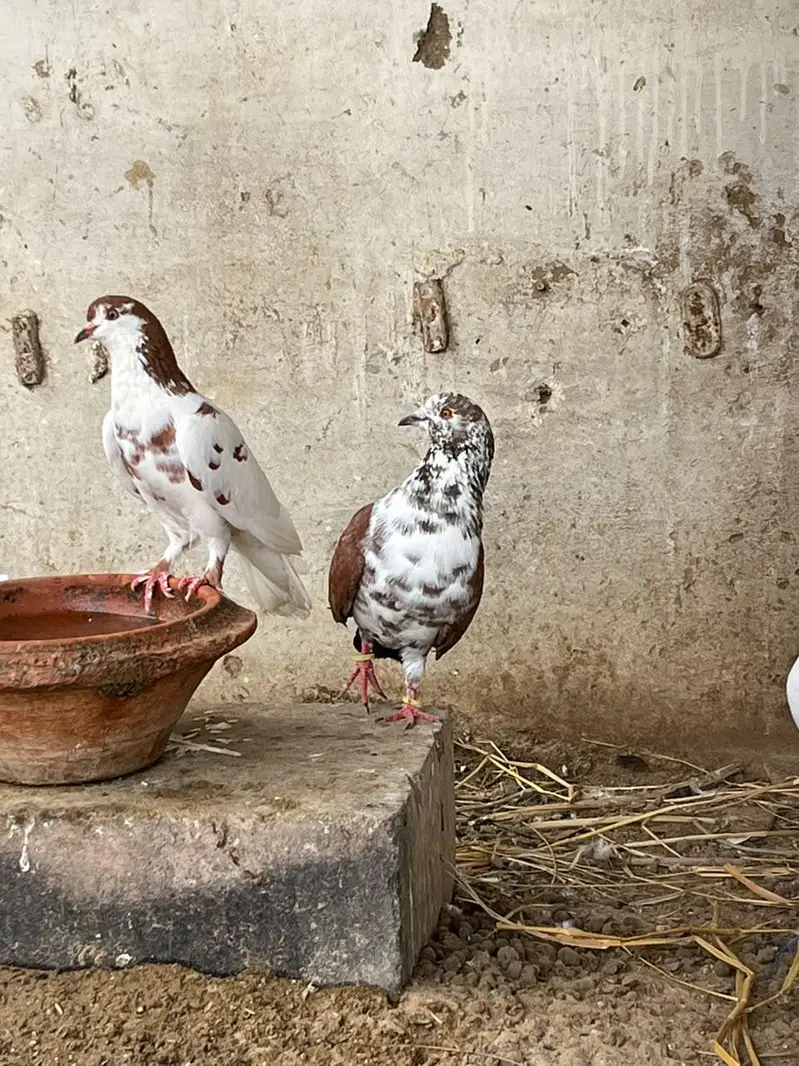 Mix pigeon available — photo 5