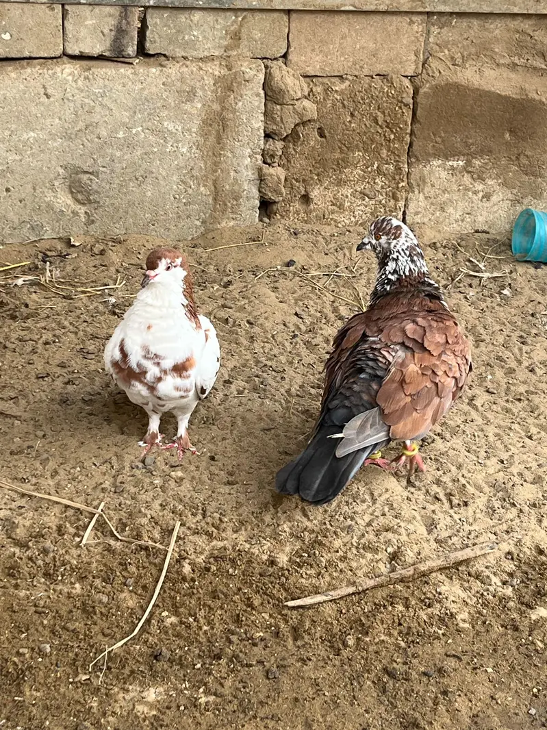 Mix pigeon available — photo 6