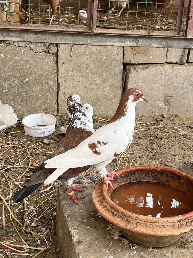 Mix pigeon available — photo 7