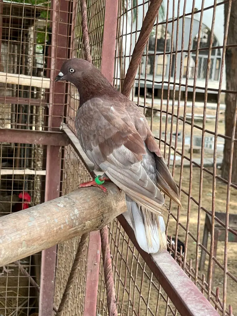 Mix pigeon available — photo 8