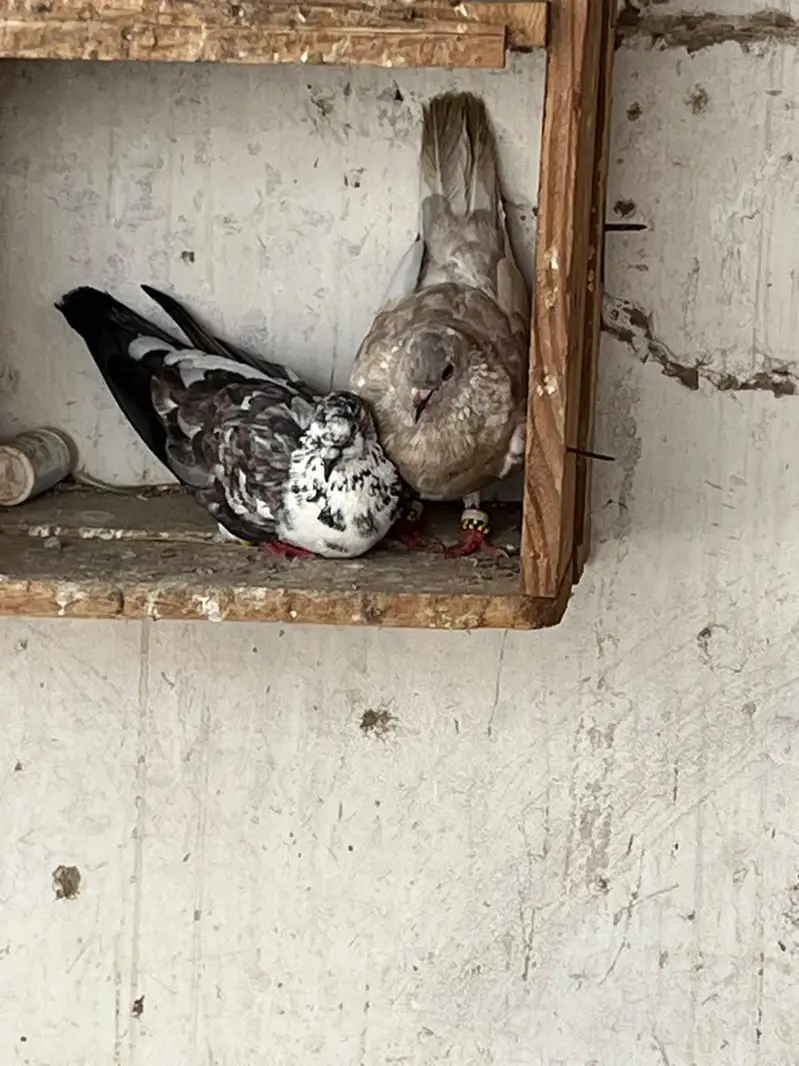 Mix pigeon available — photo 9