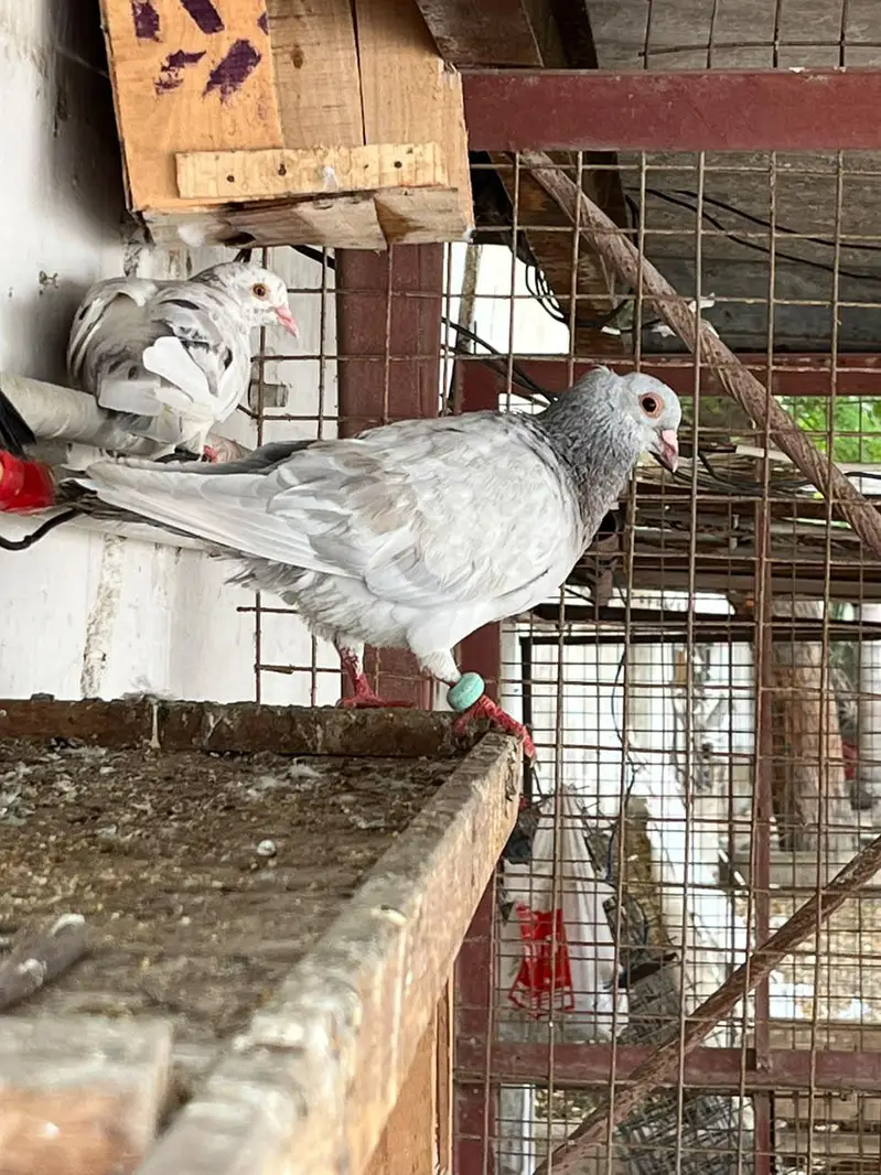 Mix pigeon available — photo 10