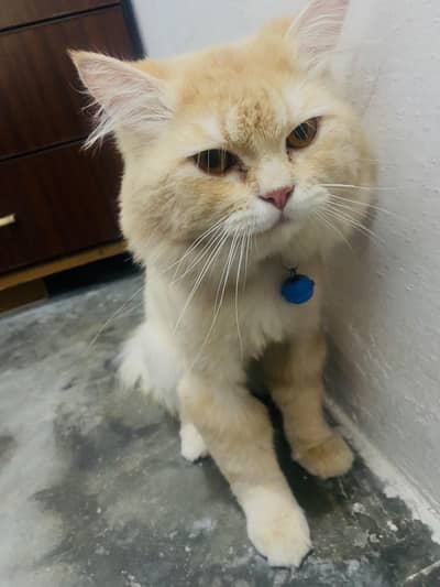 Persian cat male triple coat