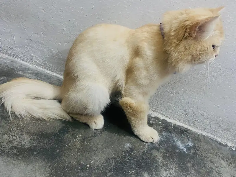 Persian cat male triple coat — photo 2