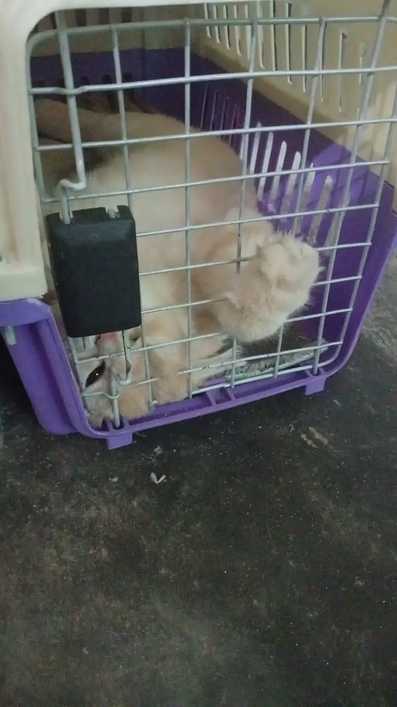 Persian cat male triple coat — photo 3