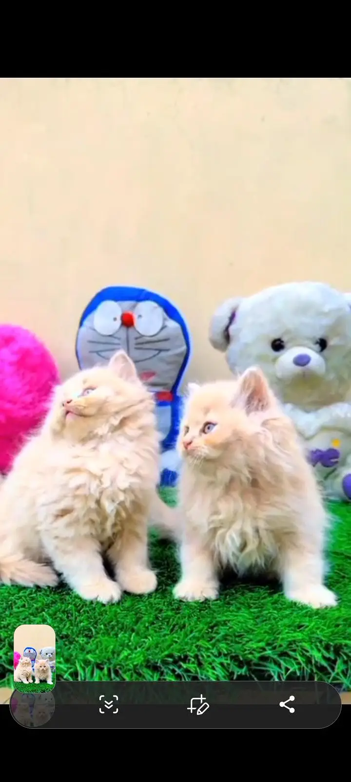Persian kitten triple quote for sale my WhatsApp03483362563 — photo 2