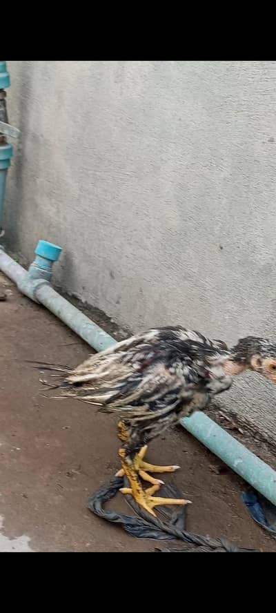 aseel adult chicks